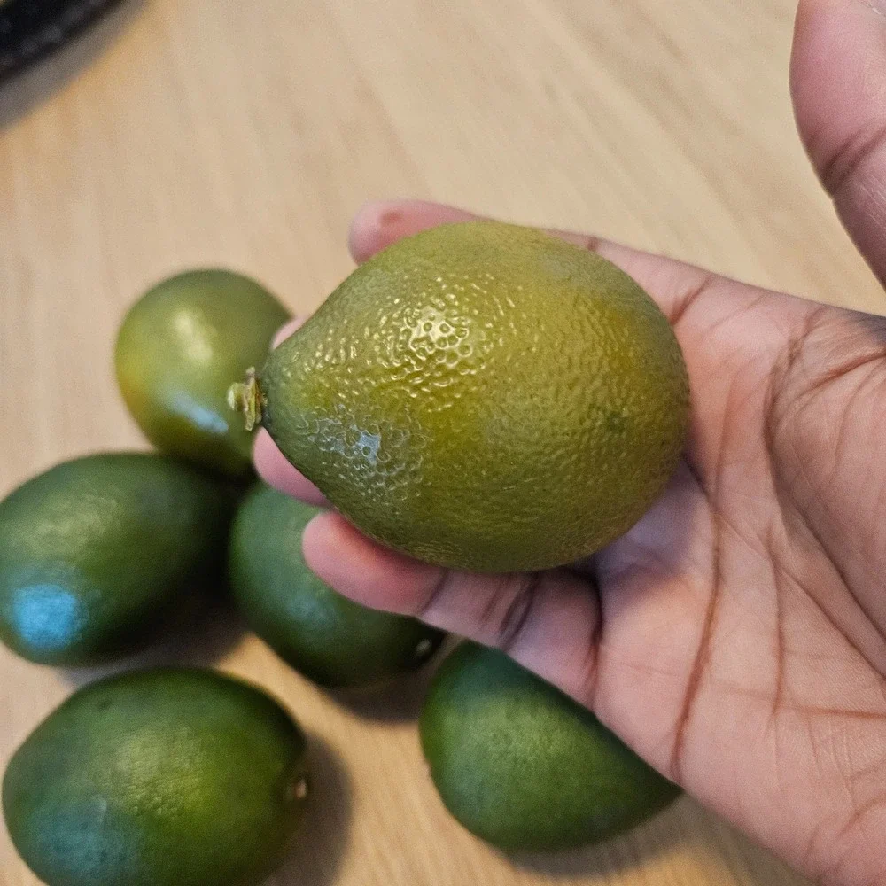 Lot Of 7 Artificial Faux Plastic Limes Realistic Home Decor Prop Staging